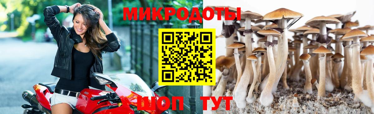 Галлюциногенные грибы Psilocybe  Вход с VPN  Электрогорск  Галлюциногенные грибы прущие грибы 